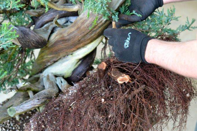 图解 老外修剪杜松盆景的全过程