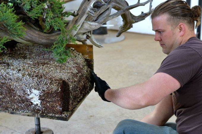 图解 老外修剪杜松盆景的全过程