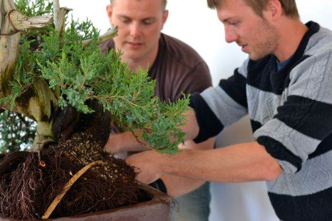 图解 老外修剪杜松盆景的全过程
