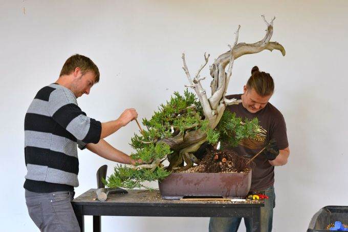 图解 老外修剪杜松盆景的全过程