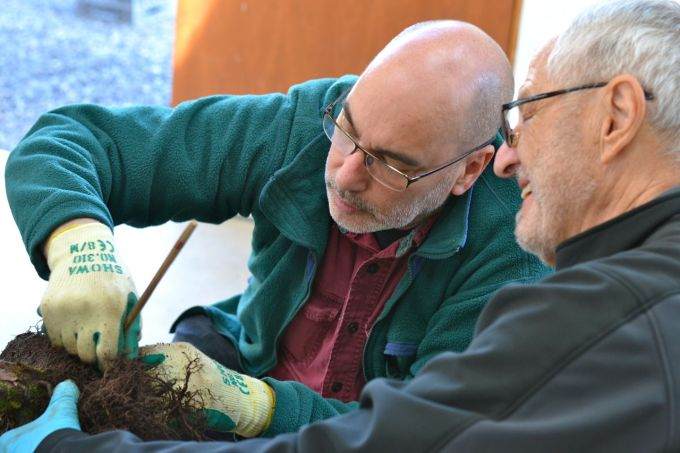 图解 老外修剪杜松盆景的全过程
