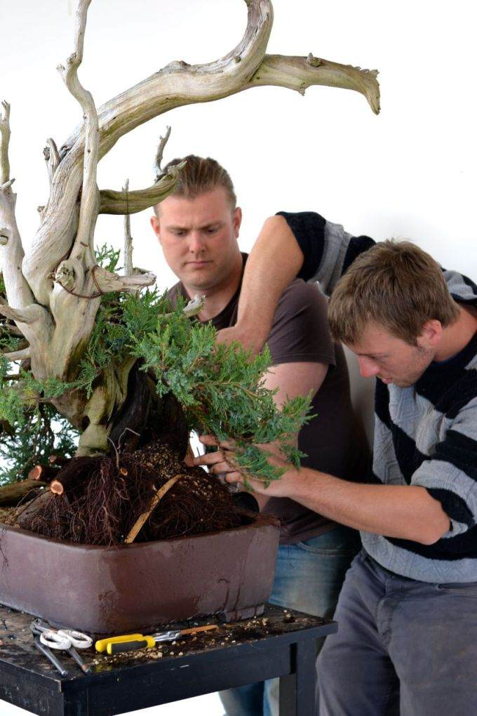 图解 老外修剪杜松盆景的全过程