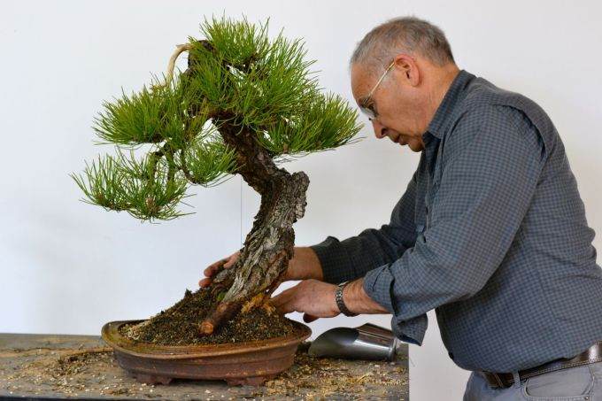 图解 老外修剪杜松盆景的全过程
