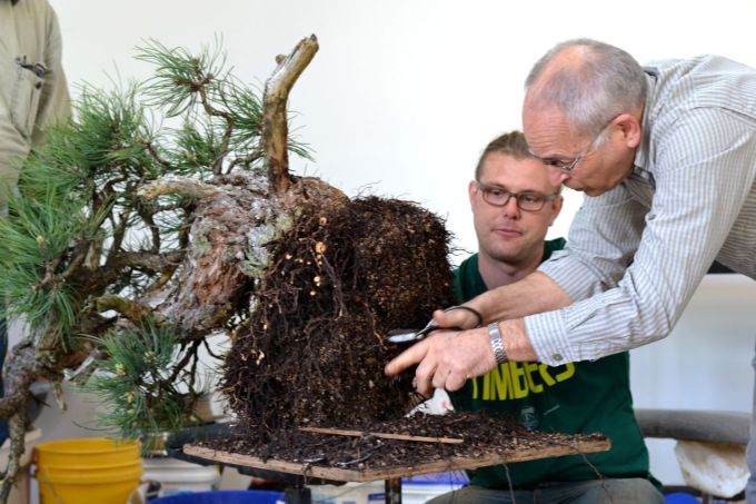 图解 老外修剪杜松盆景的全过程