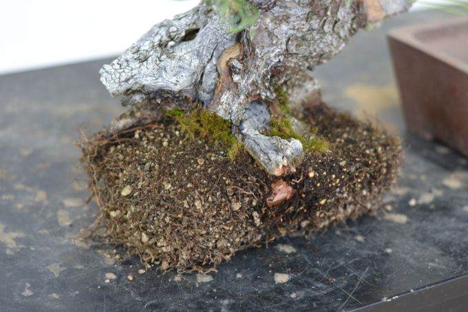 老外谈给盆景浇水的注意事项