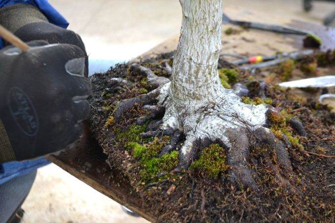 老外谈给盆景浇水的注意事项