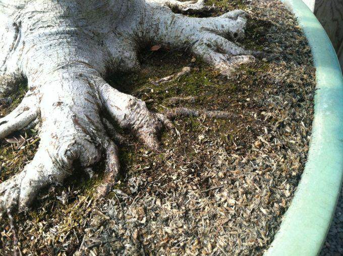 老外谈给盆景浇水的注意事项