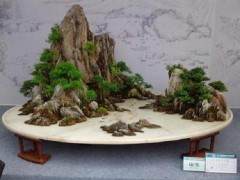 国际盆景大会即将开幕 上海植物园厉兵秣马再争荣