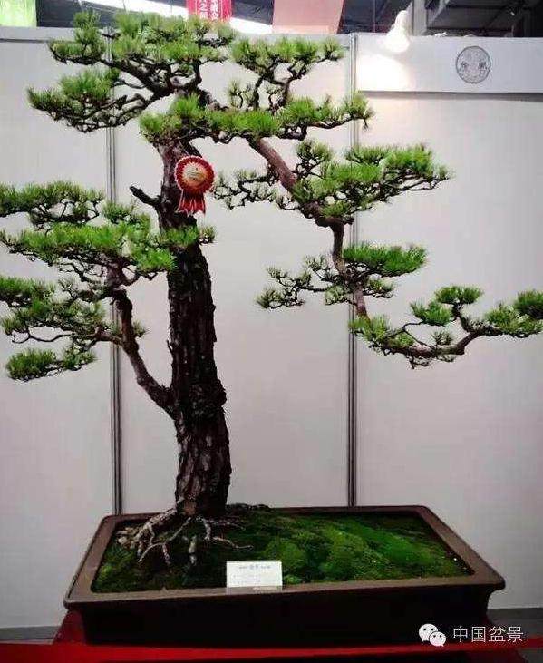 江苏:公益盆景成老人的退休礼物