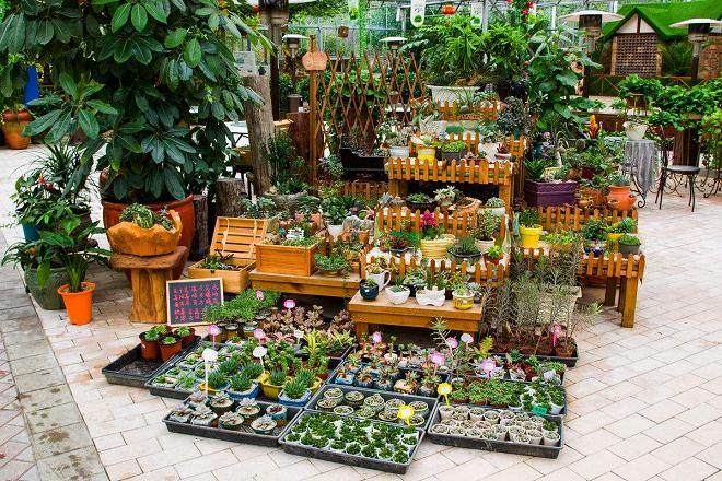 有意向开室内盆景店 需要在哪方面做准备?