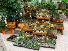 有意向开室内盆景店 需要在哪方面做准备？