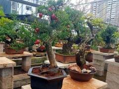 云南第七届盆景展系列新闻发布会举行