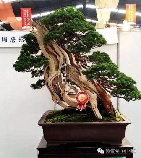 1999年10月1日,第五届亚太盆景、雅石展在台北举办