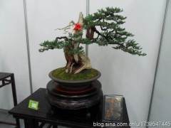 第七届亚太地区盆景雅石会议暨展览