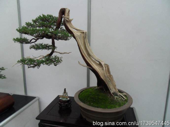 首届中国杯全国盆景大赛在江苏如皋举行