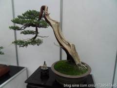 首届中国杯全国盆景大赛在江苏如皋举行