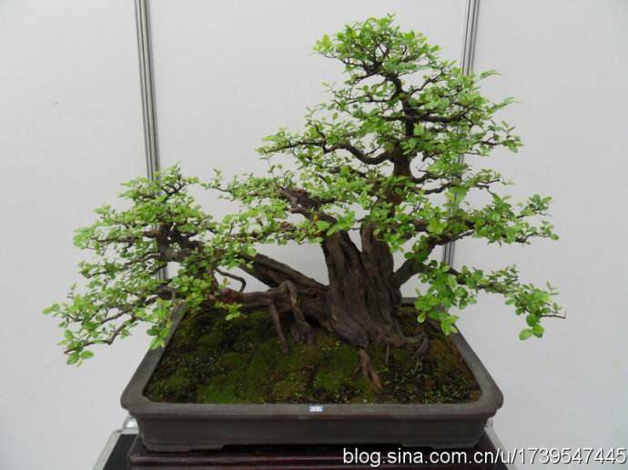 第十一届岭南盆景学术研讨会召开