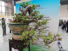 江苏第十五届盆景艺术节