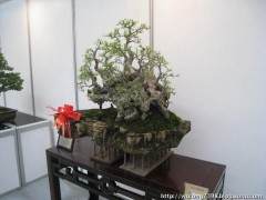 大渡口第十八届盆景艺术展将举行