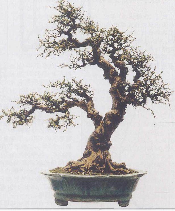 岭南盆景的发展经历了那几个阶段？