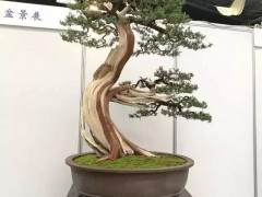 厦门盆景协会于2008年开第二次常务理事扩大会