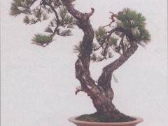 盆景的创新与发展要吸收国外的先进技术