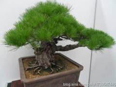 盆景意境诗情画意的表现