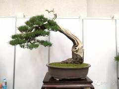 中国盆景的创新与发展 不能离开中国文化的大背景