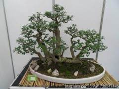 湖北花协盆景专业委员会召开常委扩大会议