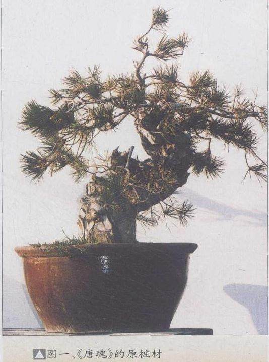 图解 赤松盆景《唐魂》的制作历程