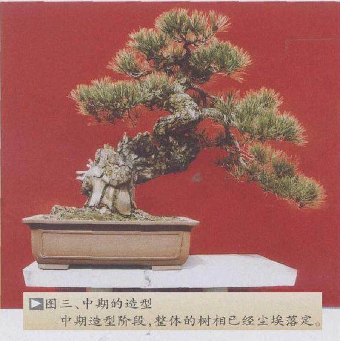 图解 赤松盆景《唐魂》的制作历程