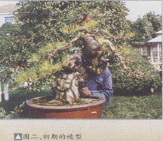 图解 赤松盆景《唐魂》的制作历程