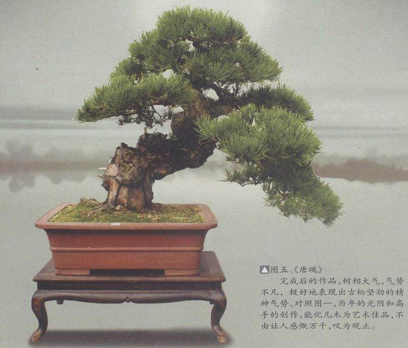 图解 赤松盆景《唐魂》的制作历程