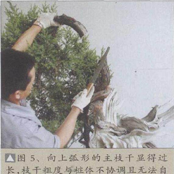 图解 刺柏盆景怎么制作的20个过程