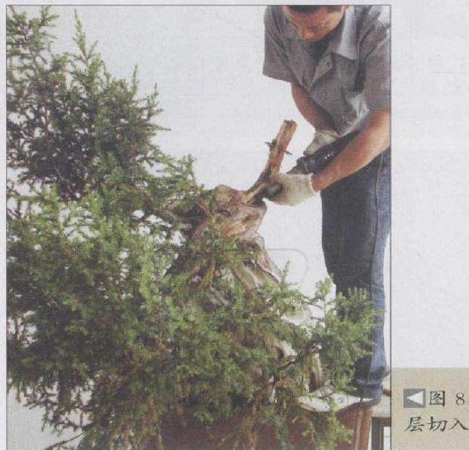 图解 刺柏盆景怎么制作的20个过程