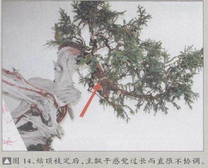 图解 刺柏盆景怎么制作的20个过程