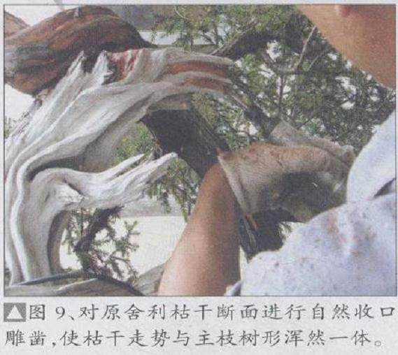 图解 刺柏盆景怎么制作的20个过程