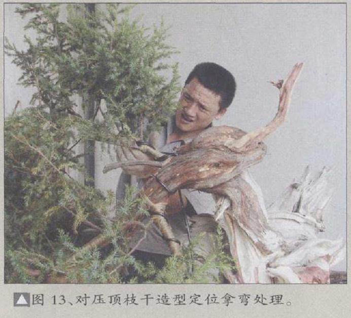 图解 刺柏盆景怎么制作的20个过程