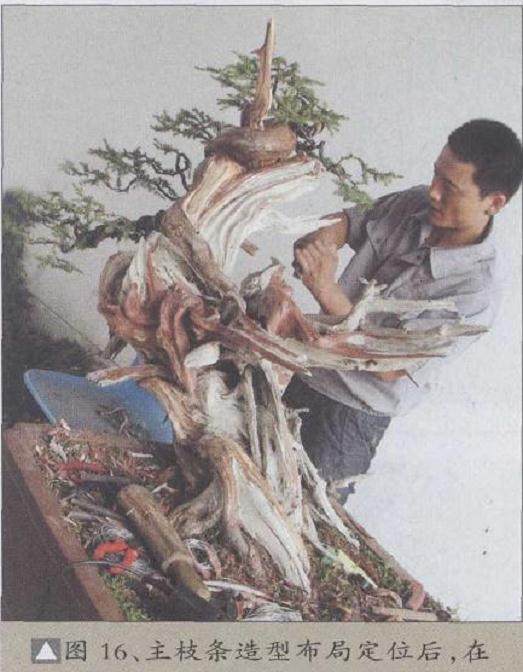 图解 刺柏盆景怎么制作的20个过程