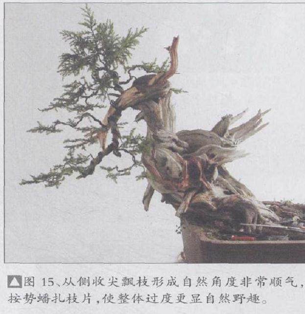 图解 刺柏盆景怎么制作的20个过程