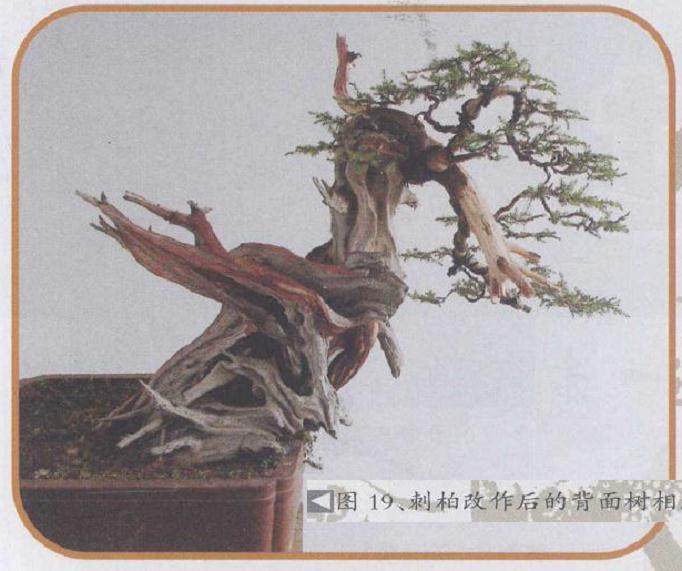 刺柏改作后的背面树相