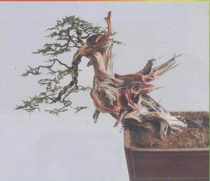 图解 刺柏盆景怎么制作的20个过程