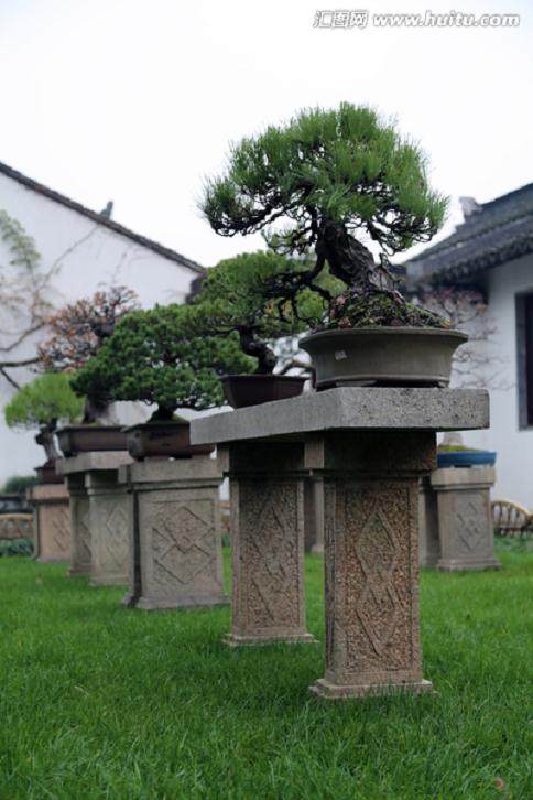 第十届中国盆景展览花落沭阳【图】