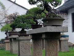 第十届中国盆景展览花落沭阳 图片