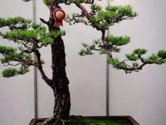 江苏公益盆景成老人的退休礼物