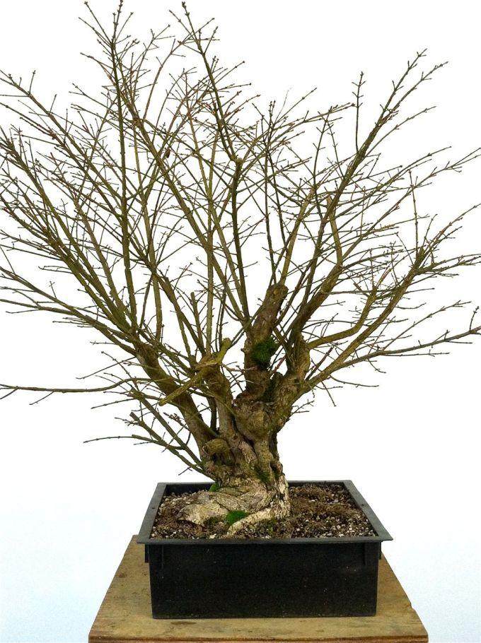 图解老外制作箭叶卫矛的全过程