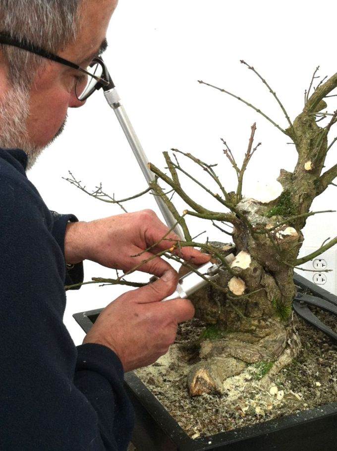 图解 老外制作箭叶卫矛盆景的21个过程