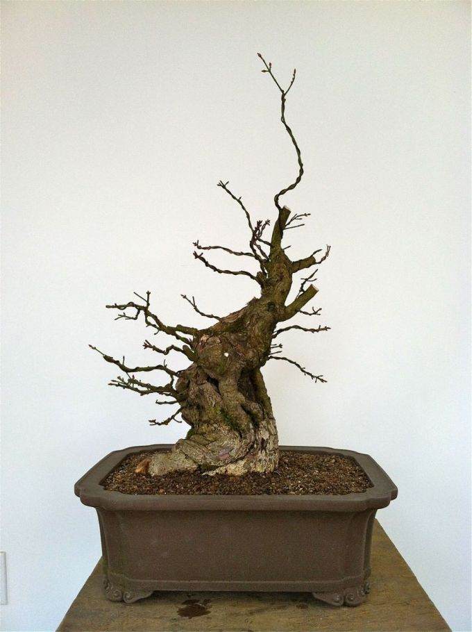 图解 老外制作箭叶卫矛盆景的21个过程