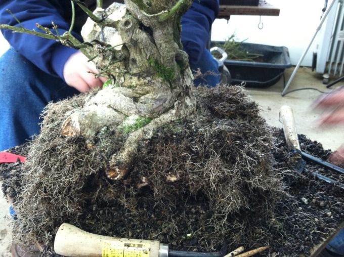 图解 老外制作箭叶卫矛盆景的21个过程