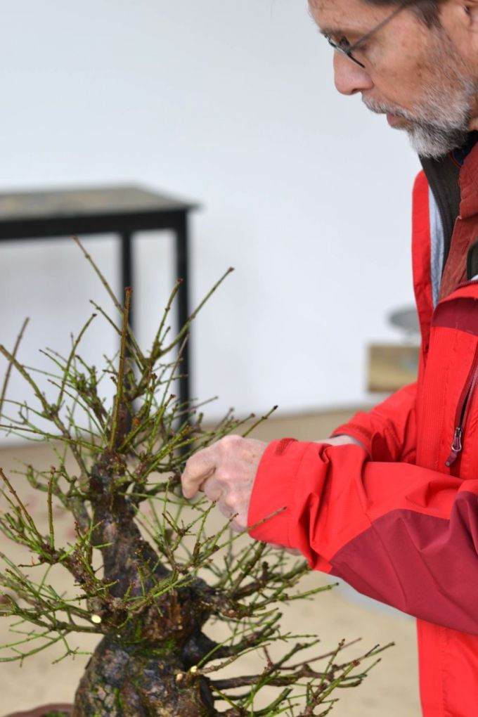 图解 老外制作箭叶卫矛盆景的21个过程